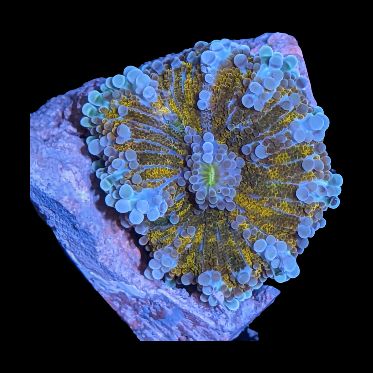 Orange Ricordia Yuma Mushroom
