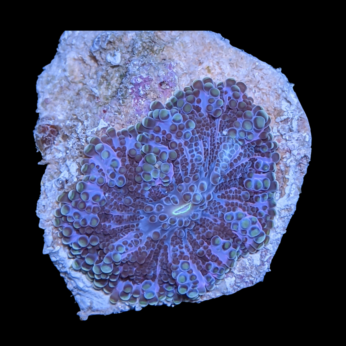 Pink Flex Ricordia Yuma Mushroom