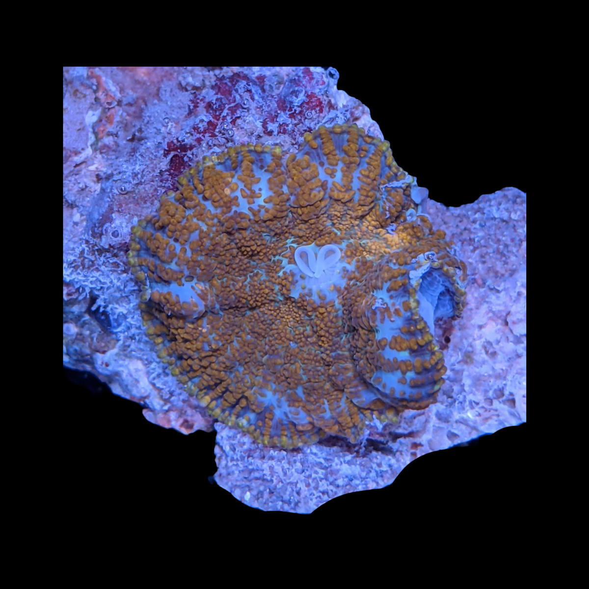 Rhodactis Red Flex Mushroom