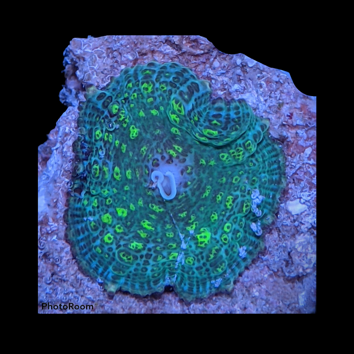 Rhodactis Green Flex Mushroom