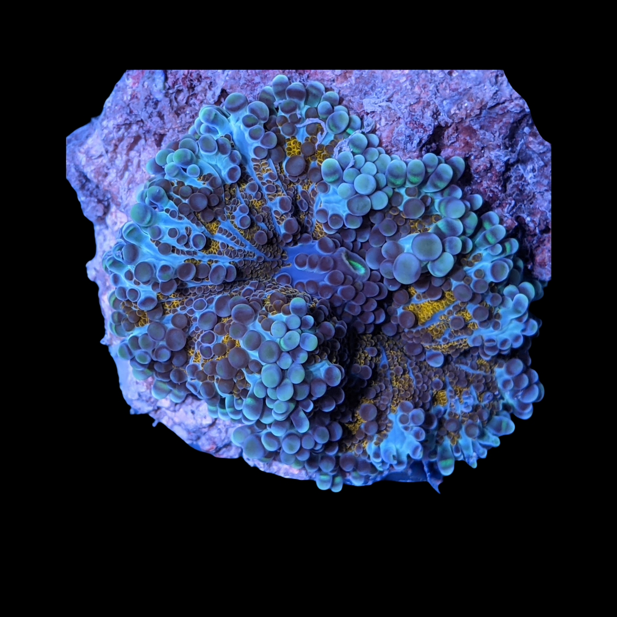 Orange Ricordia Yuma Mushroom