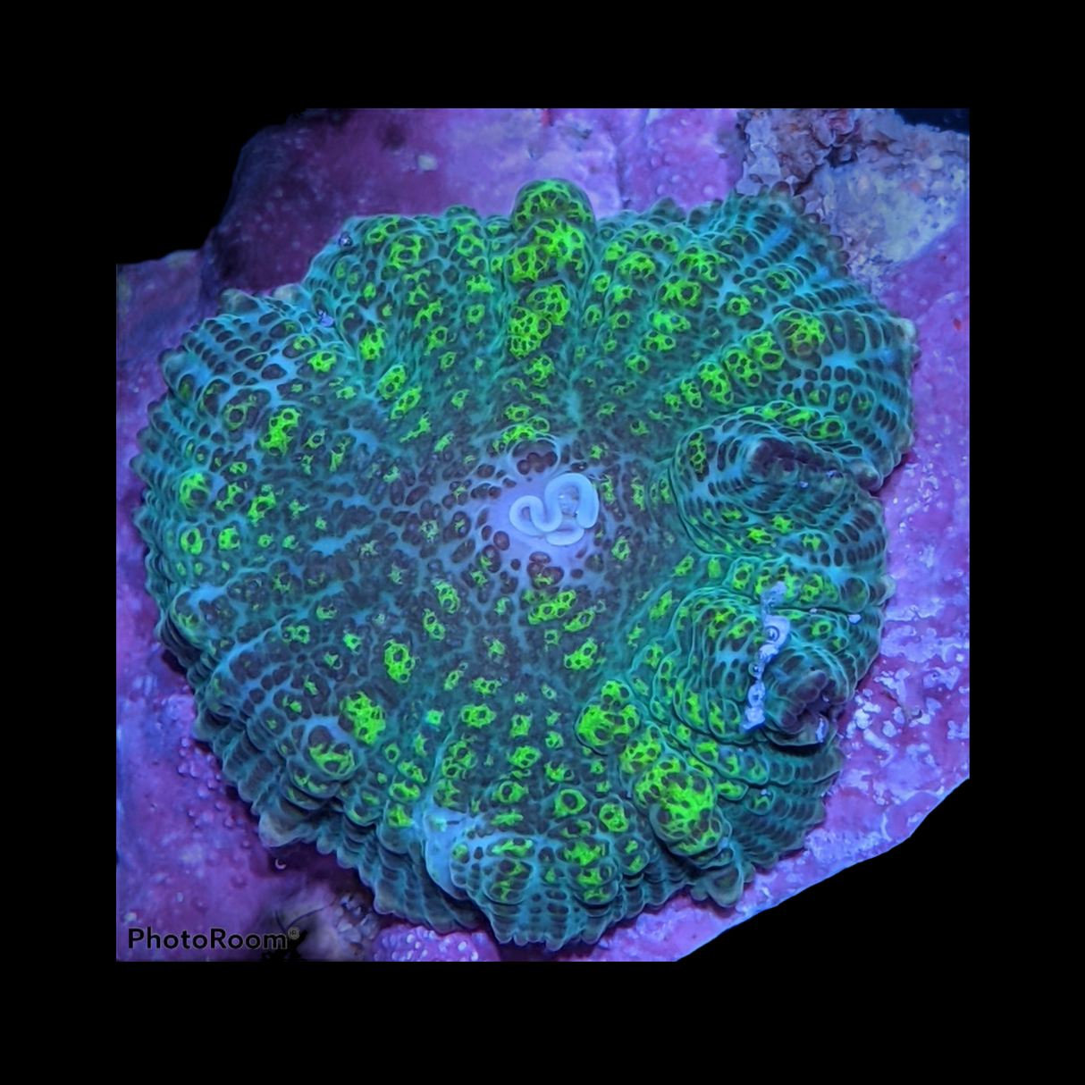 Rhodactis Green Flex Mushroom