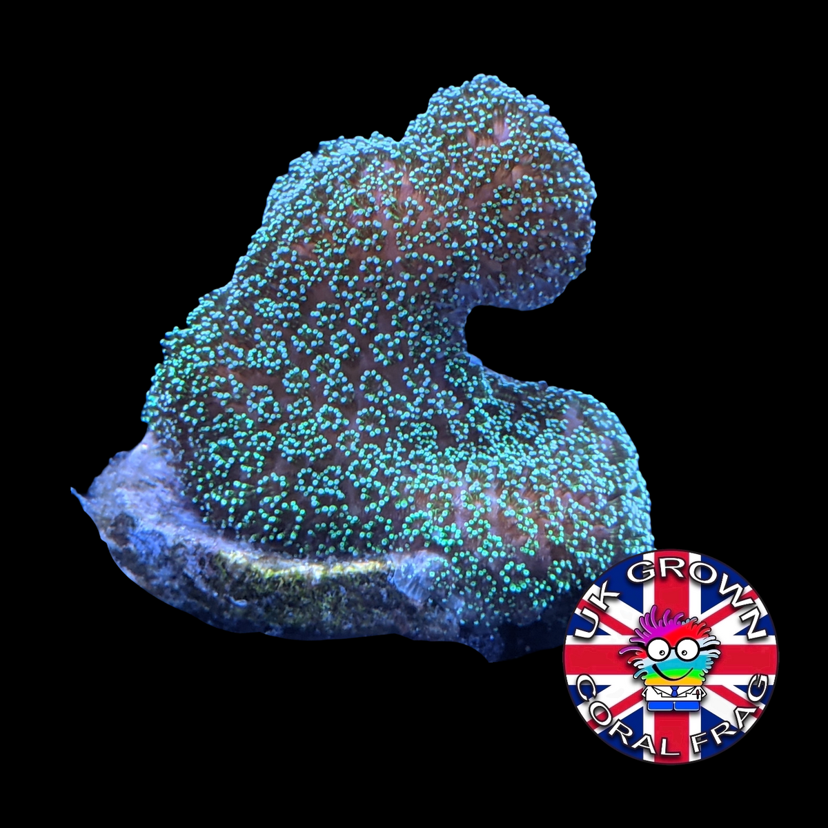 Stylophora Pistillata (UK Grown)