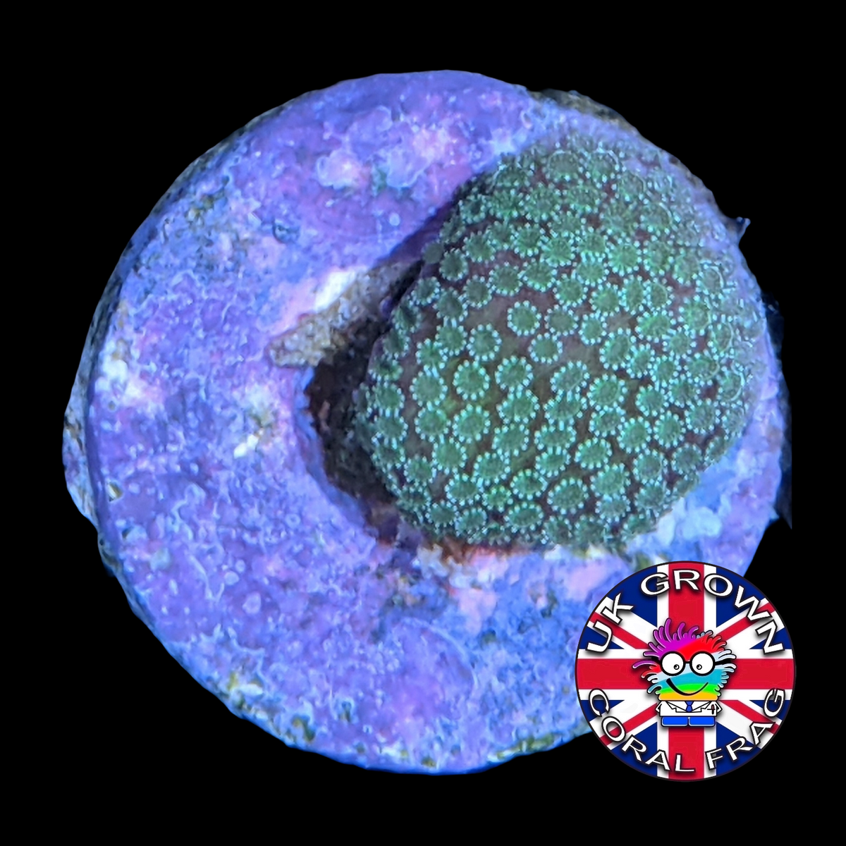 Green Montipora digitata (UK Grown)