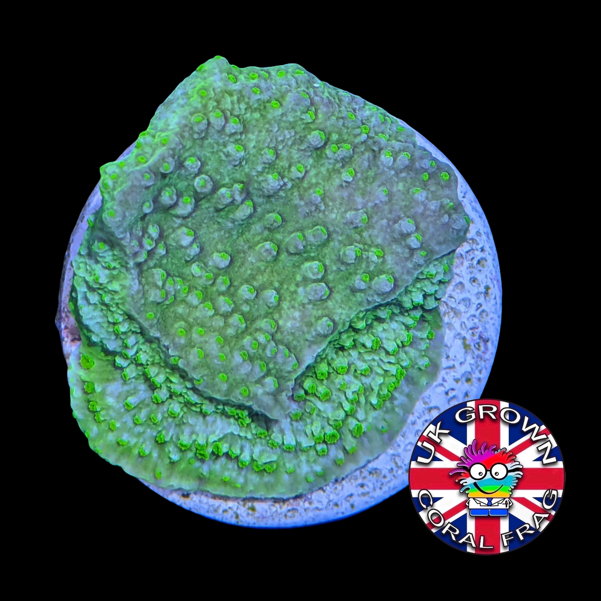 Green plating Montipora (UK Grown)