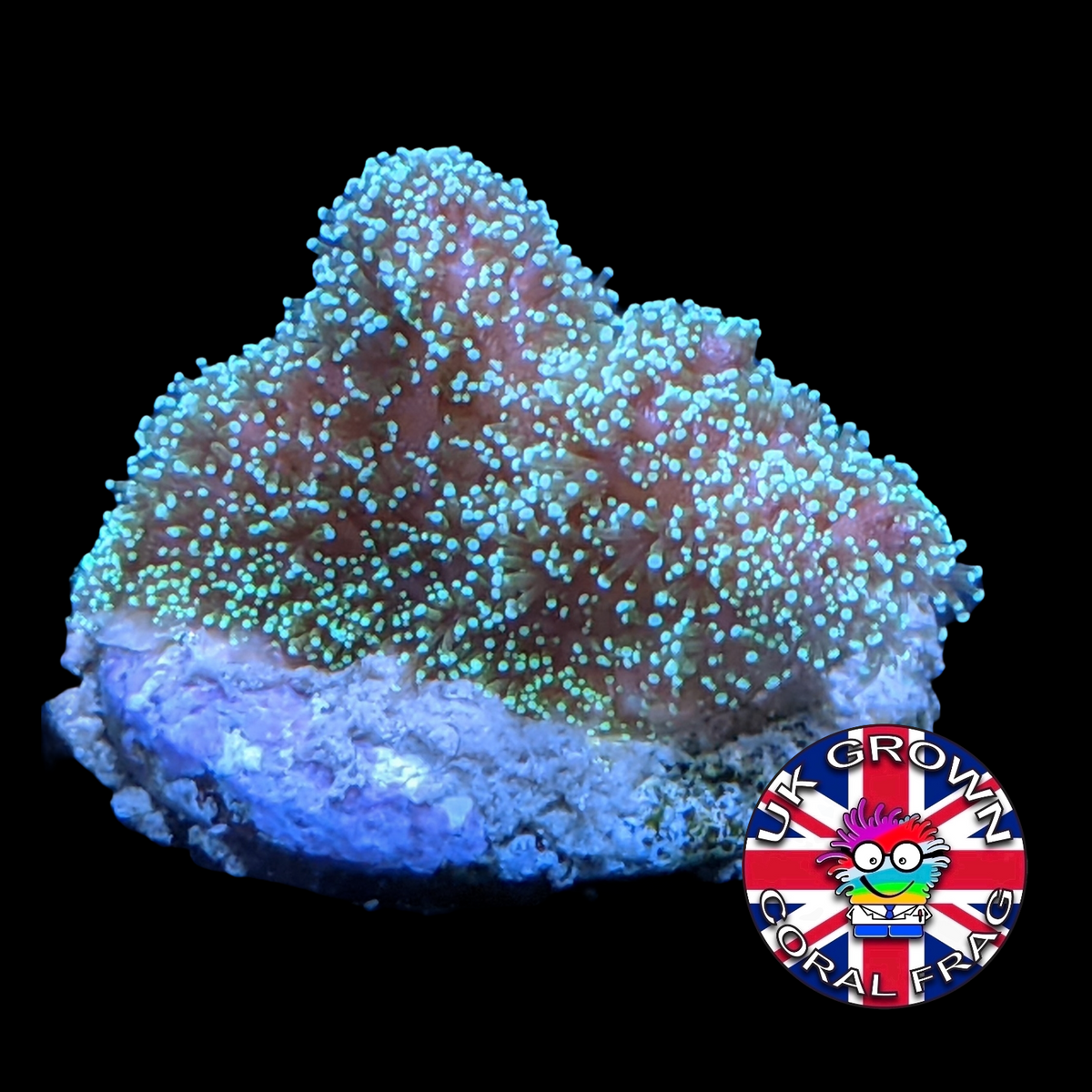 Stylophora Pistillata (UK Grown)