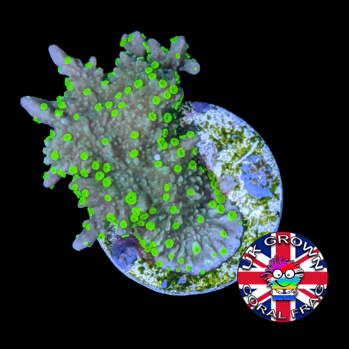 Hirsuta Montipora (UK Grown)