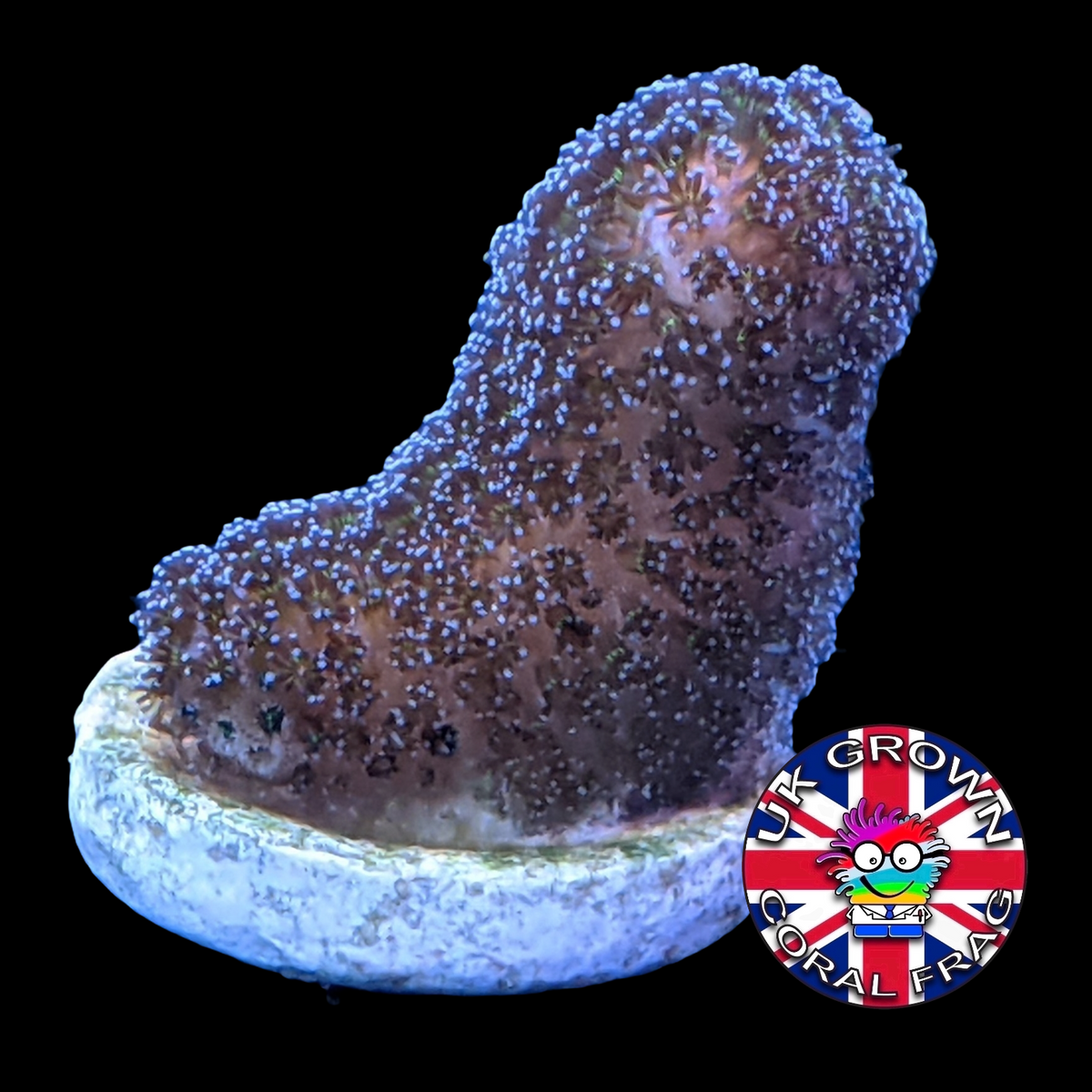 Stylophora Pistillata (UK Grown)