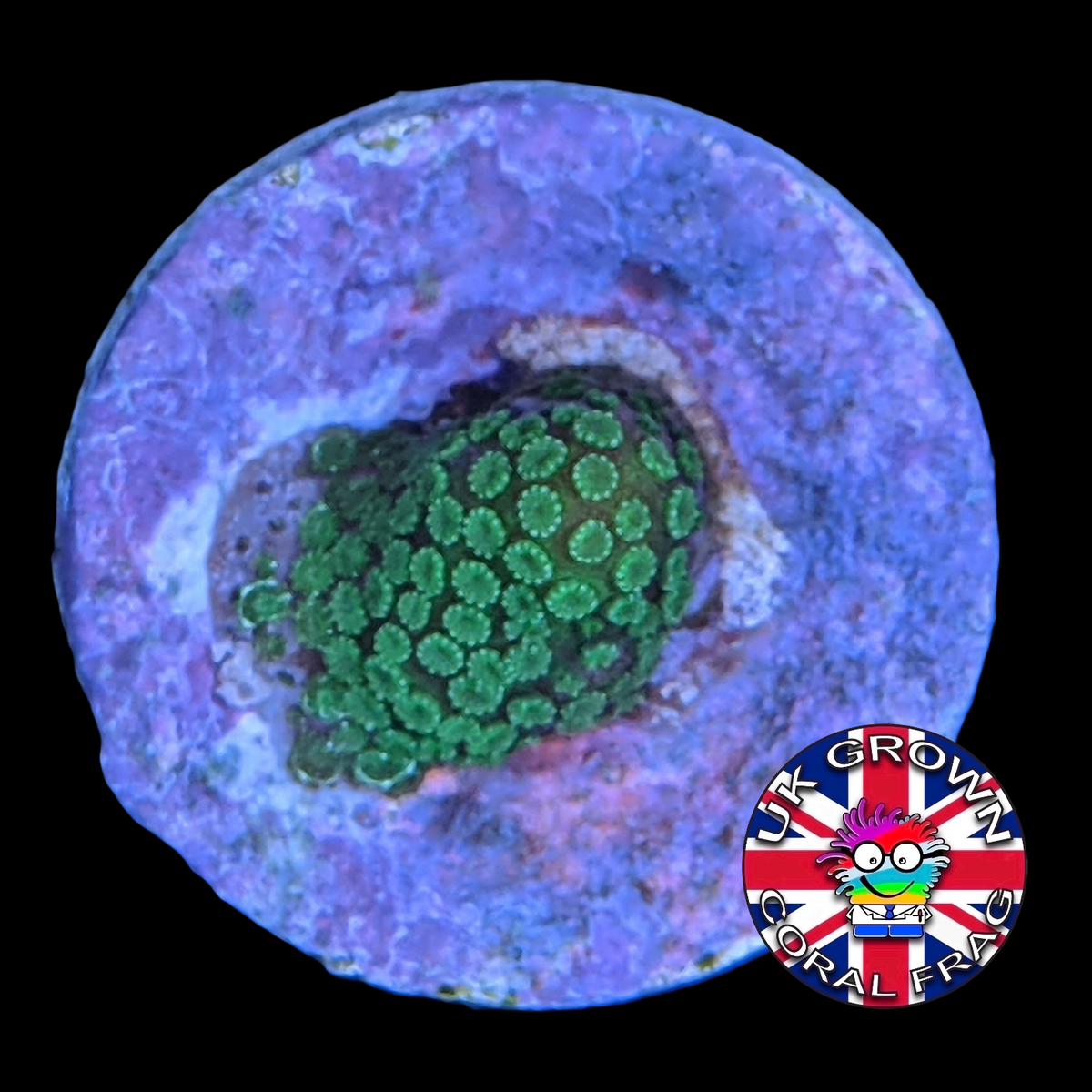 Green Montipora digitata (UK Grown)