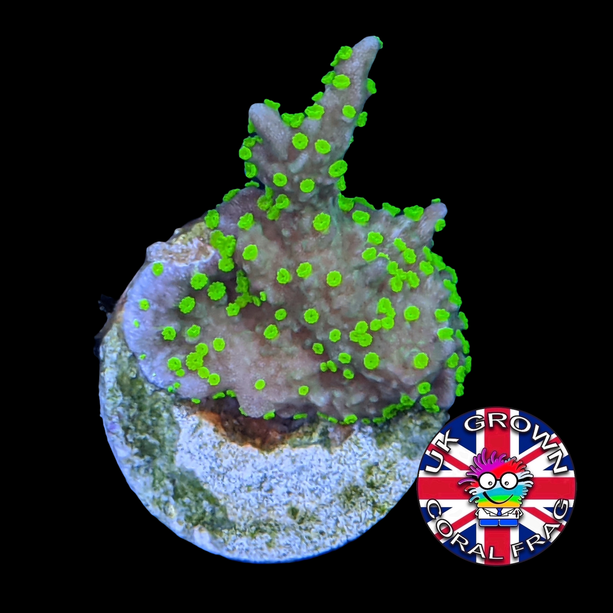 Hirsuta Montipora (UK Grown)