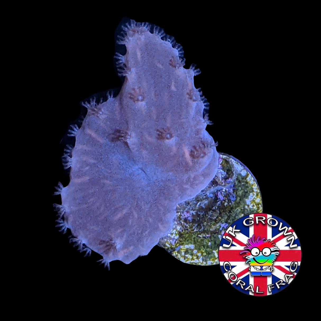 Sinularia Dura (UK Grown)