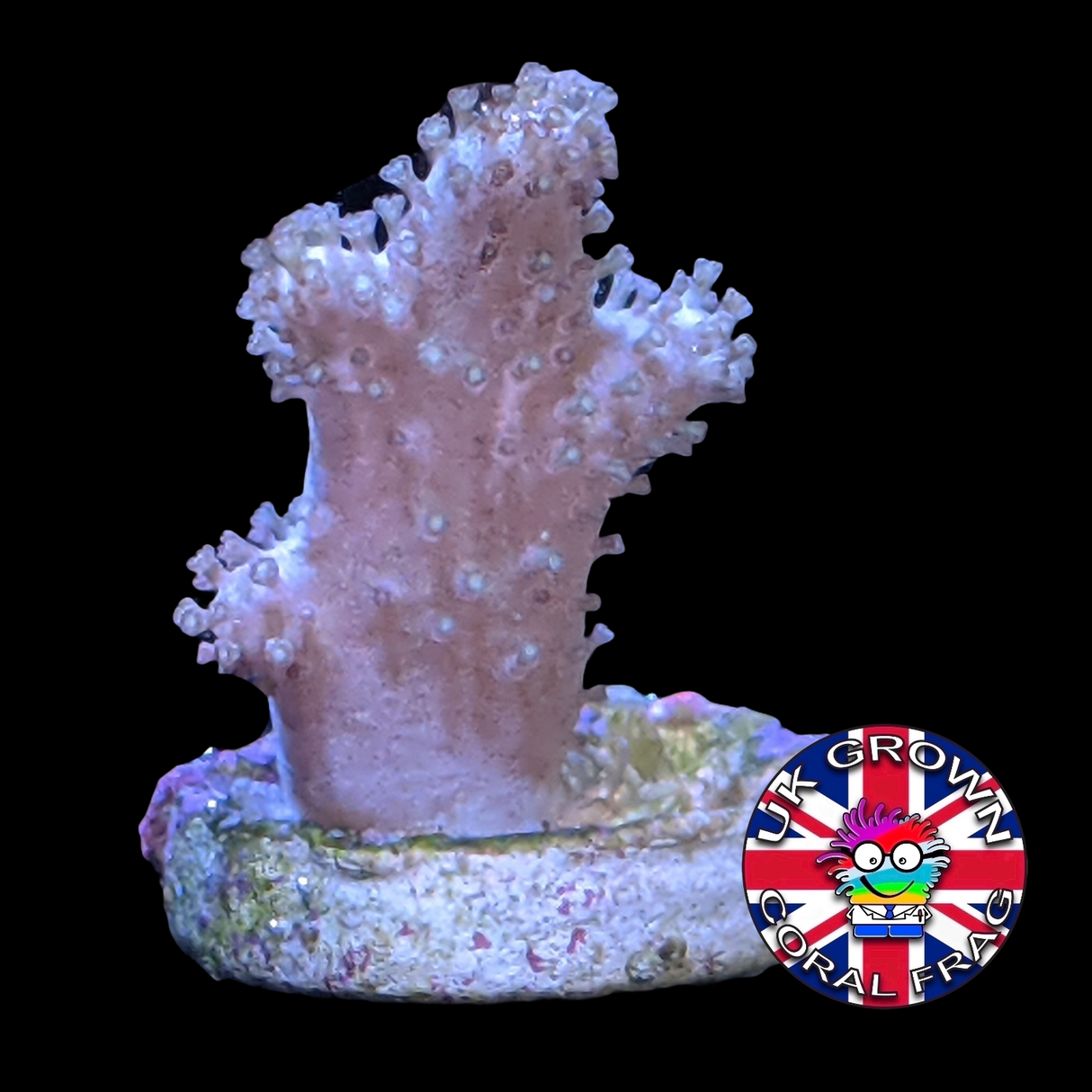 Sinularia (UK Grown)