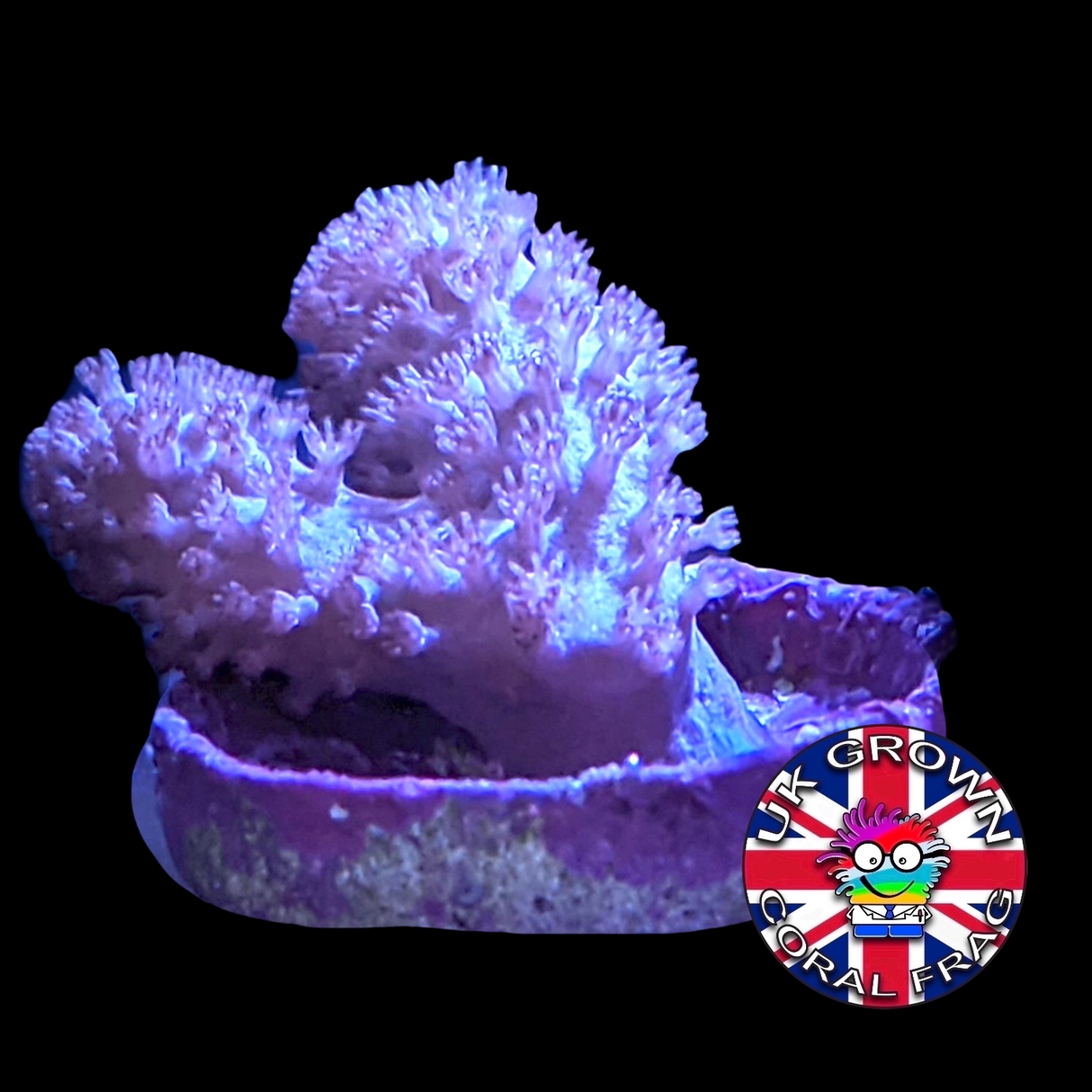 Sinularia (UK Grown)