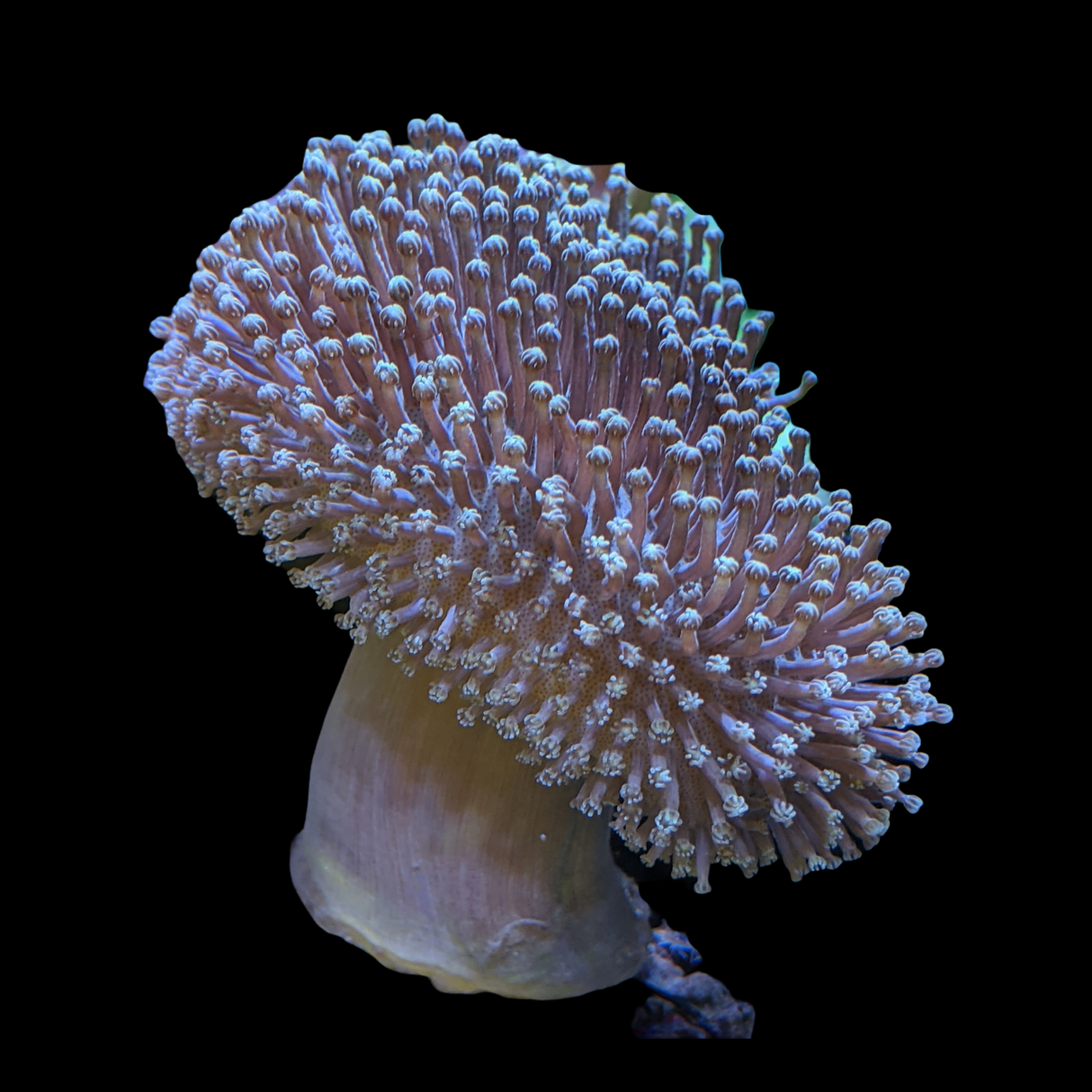 Aquacultured Indonesian Toadstool
