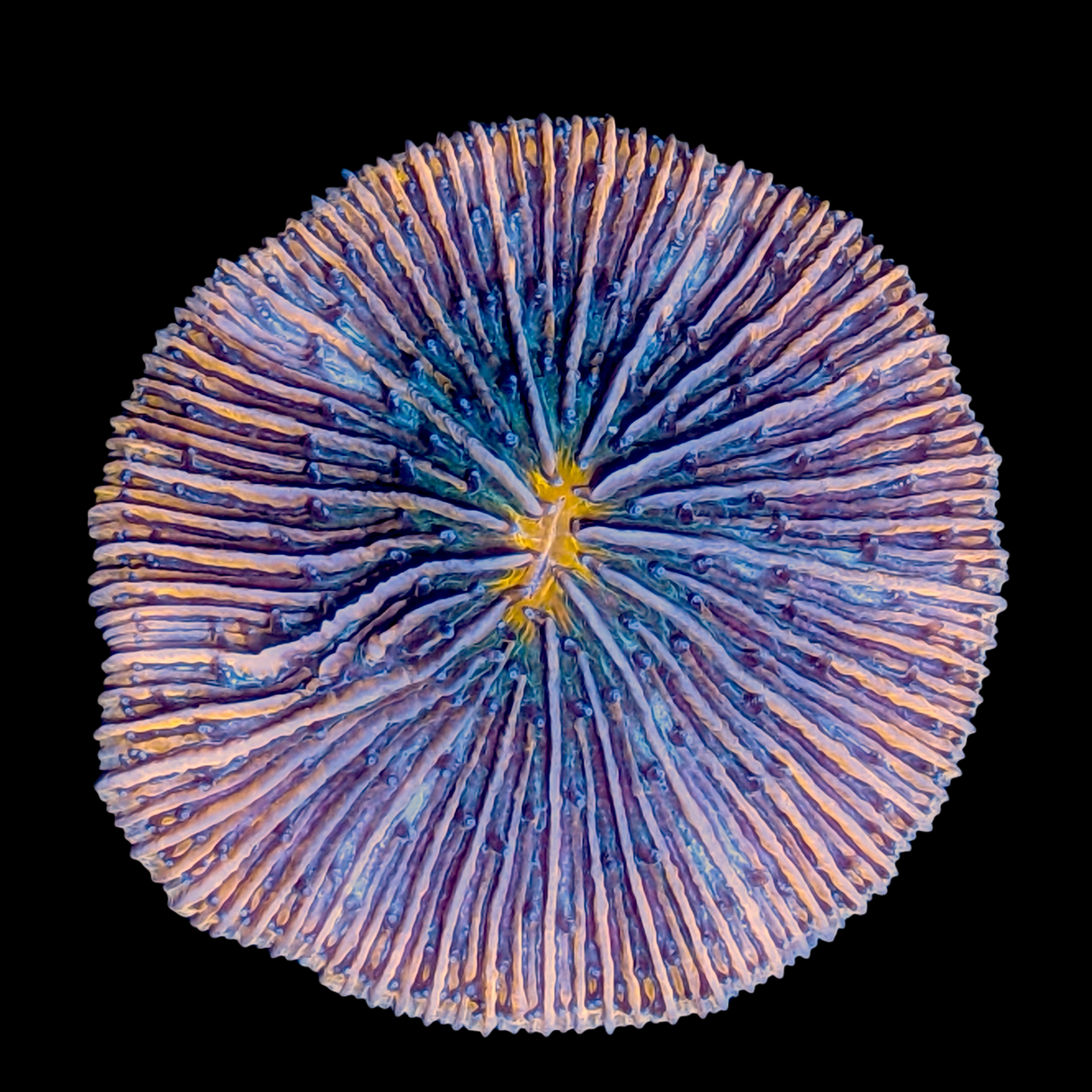 Orange / Multi-coloured Fungia Plate (Collection only)