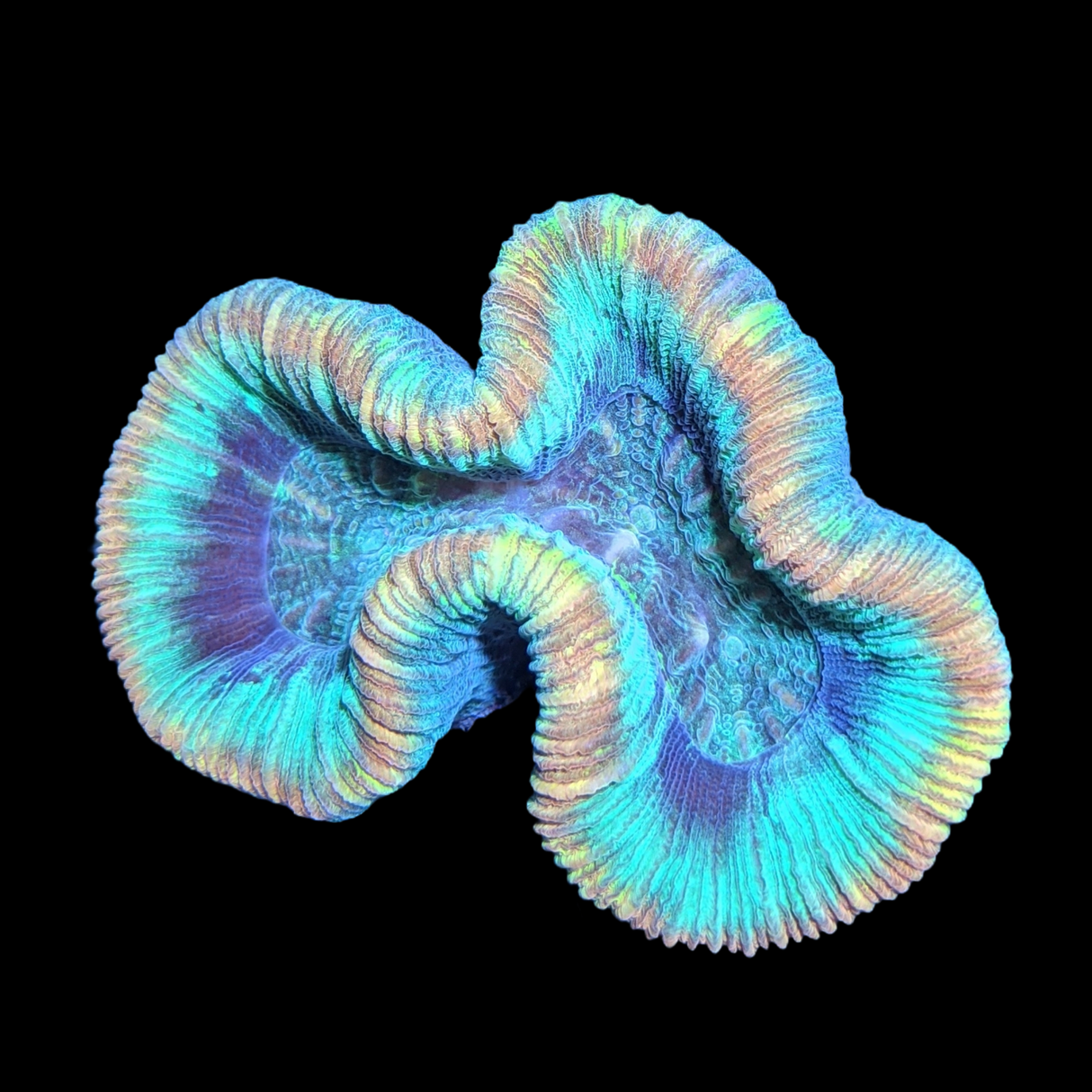 Trachyphyllia (Collection Only)
