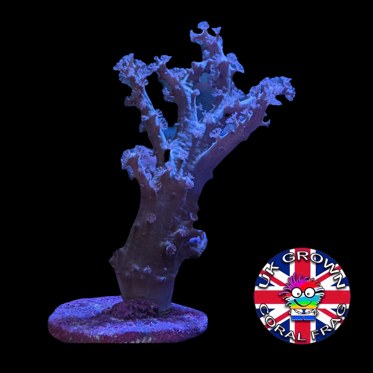 Large Green Sinularia (UK Grown)