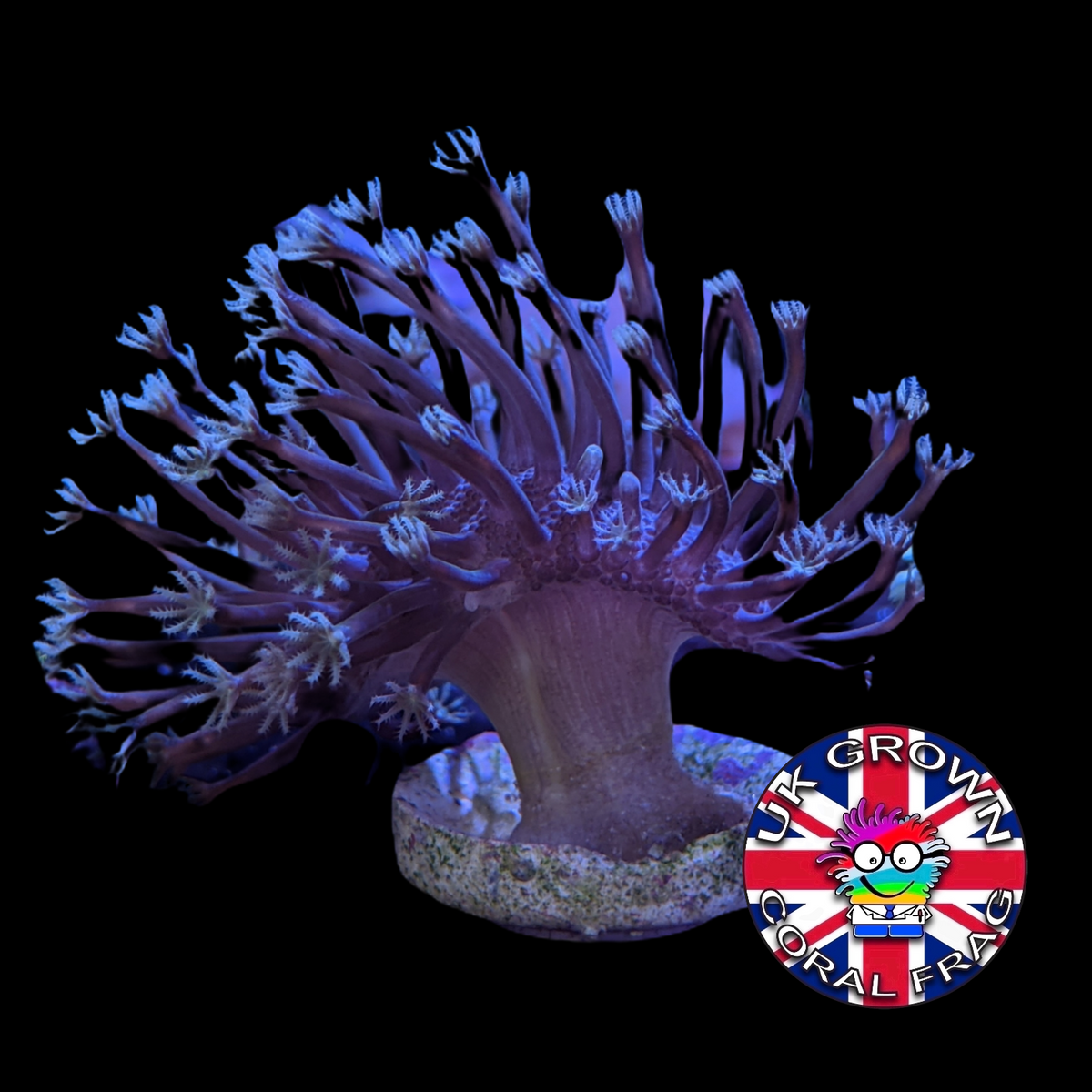 Toadstool (UK Grown)