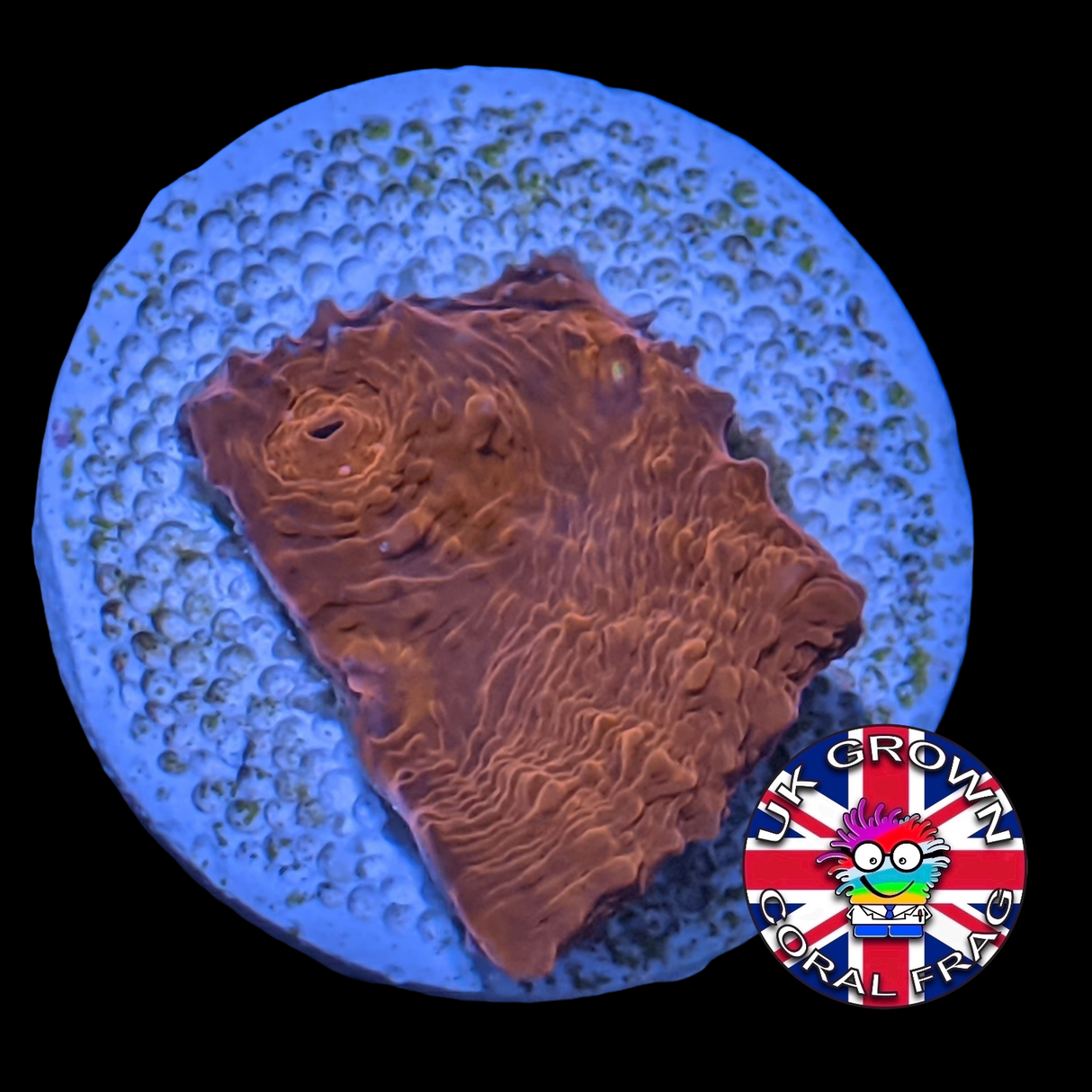 Red Lava Chalice (UK Grown)