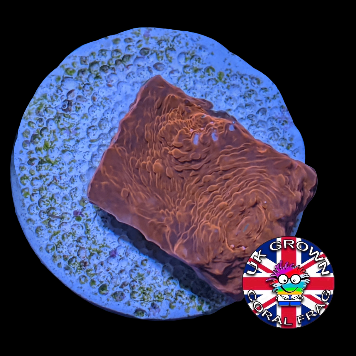 Red Lava Chalice (UK Grown)