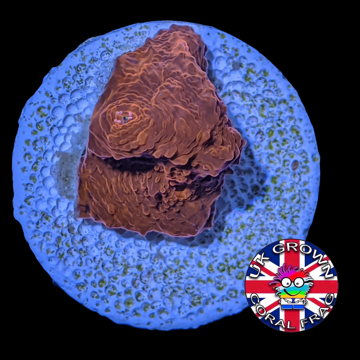 Red Lava Chalice (UK Grown)