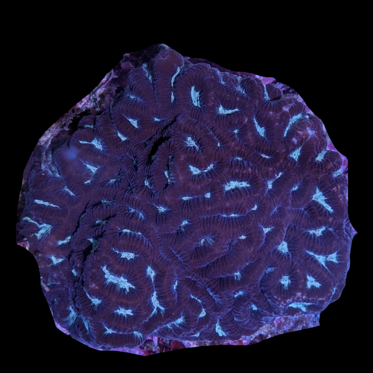 Aquacultured Indonesian Blue Centre Platygyra