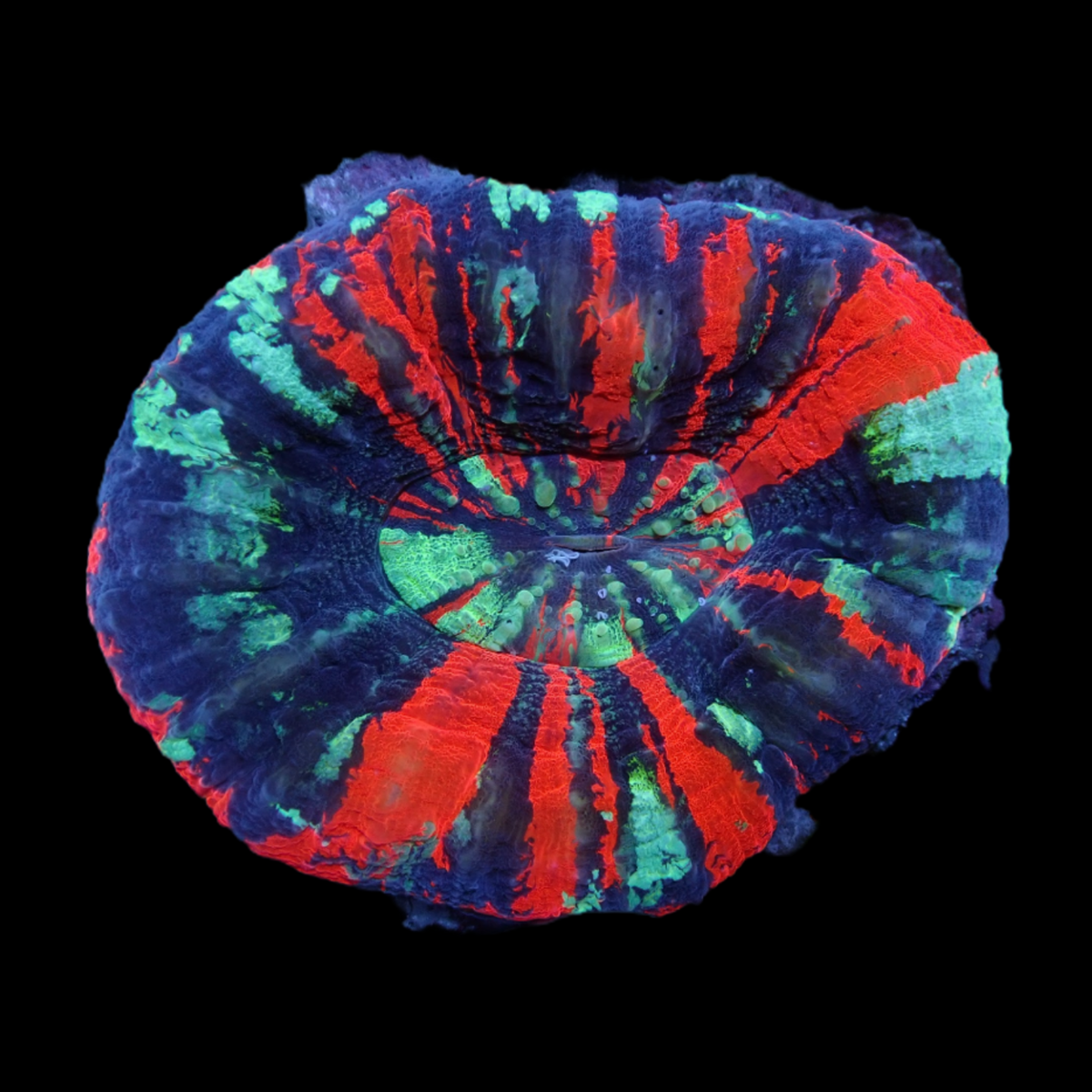 Australian War Paint Scolymia (Collection Only)