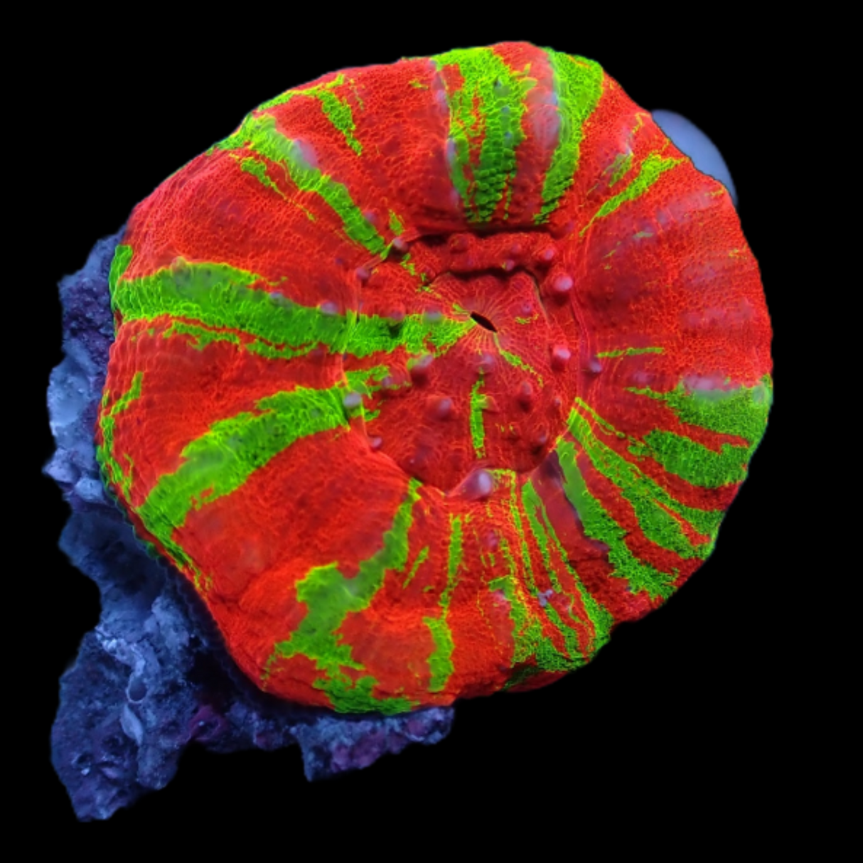 Small Australian Bleeding Apple Scolymia (Collection Only)