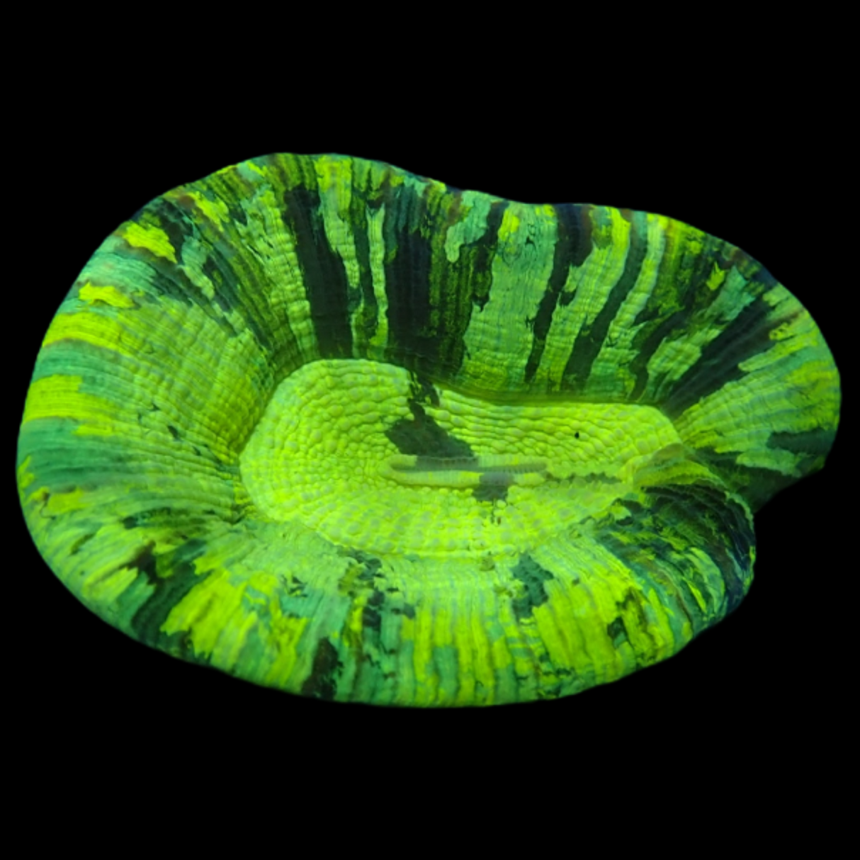 Trachyphyllia (Collection Only)