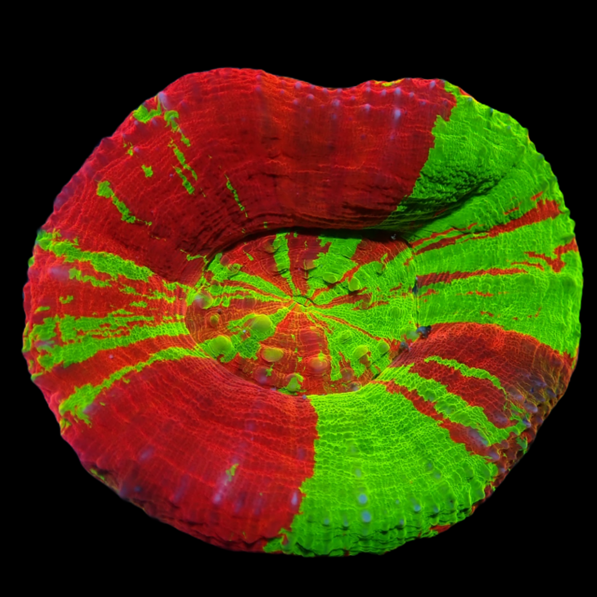 Australian Bleeding Apple Scolymia (Collection Only)