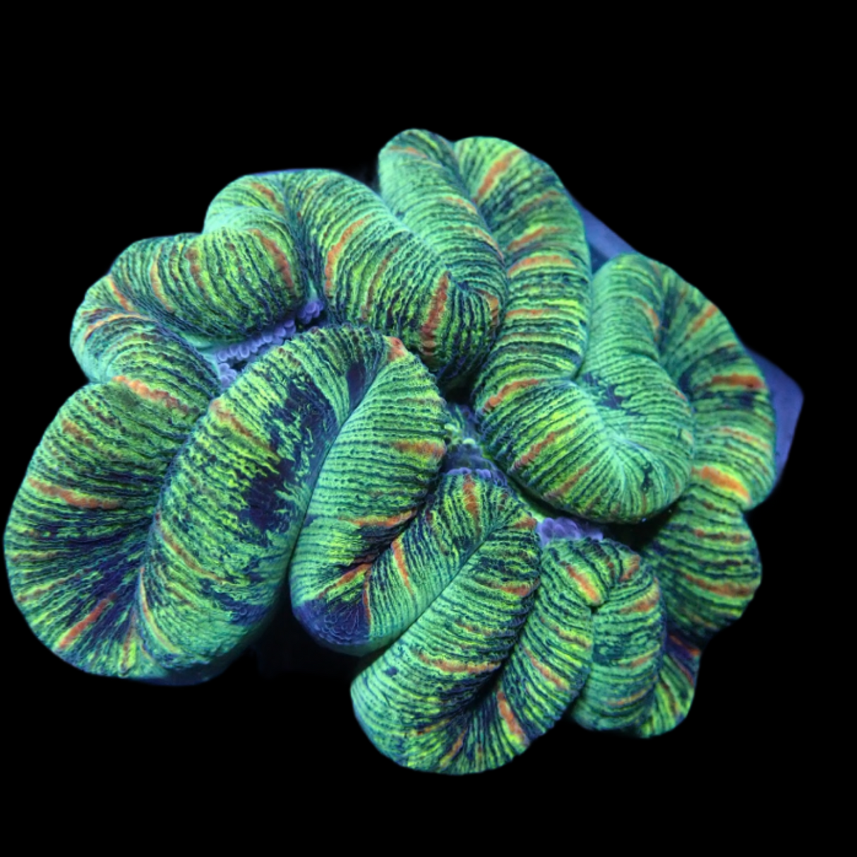 Trachyphyllia (Collection Only)