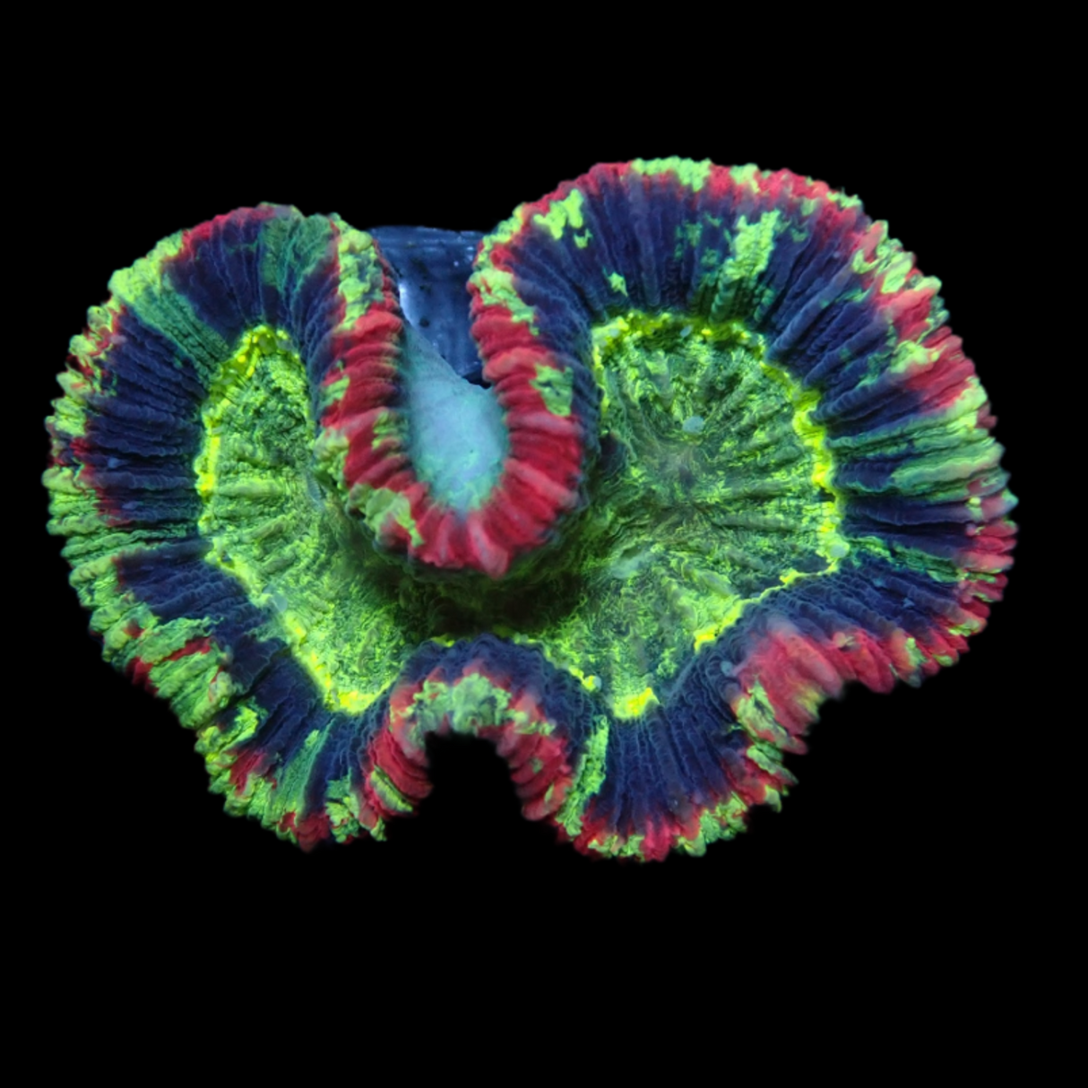 Trachyphyllia (Collection Only)