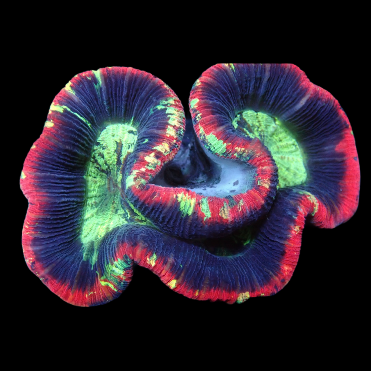 Trachyphyllia (Collection Only)