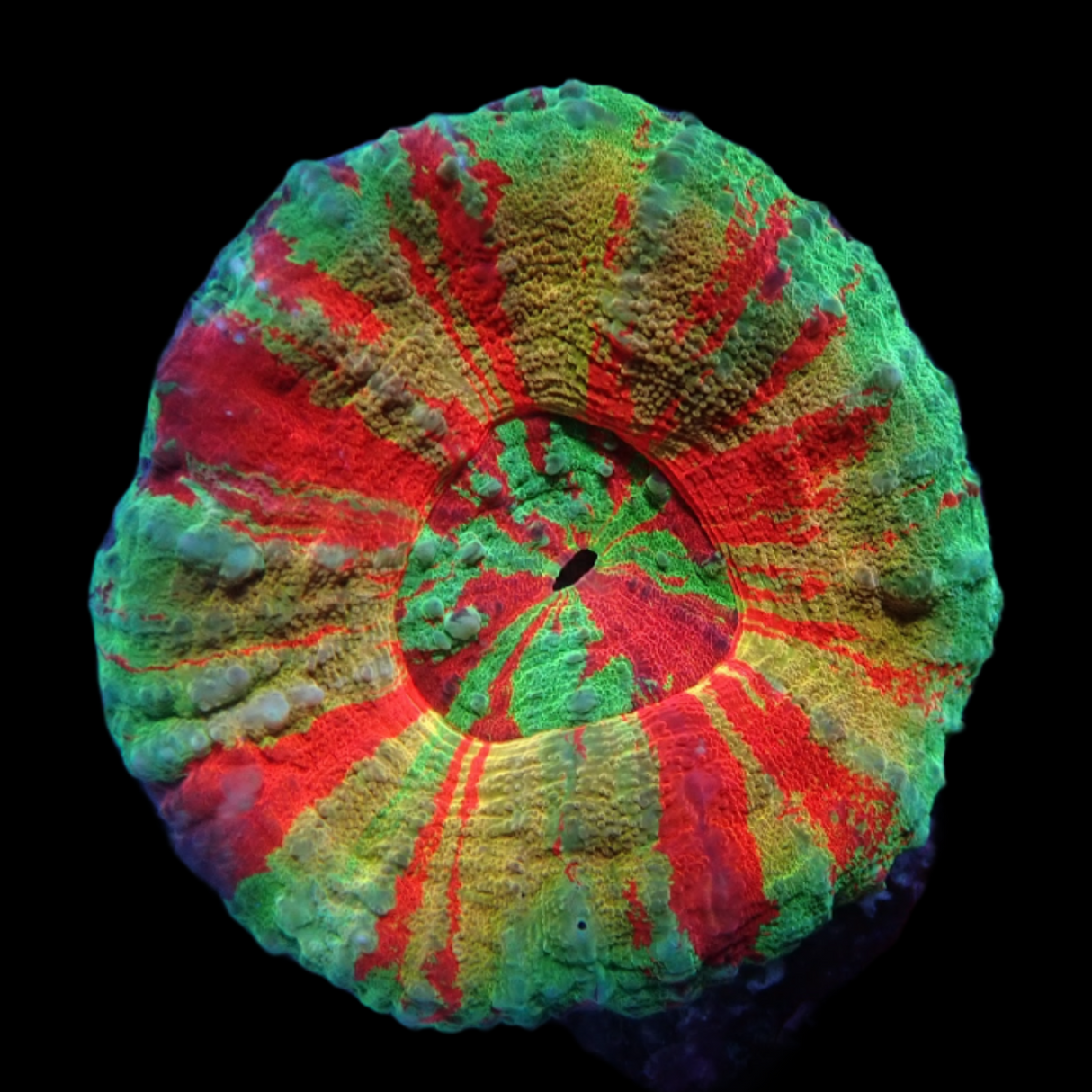 Australian Bleeding Apple Scolymia (Collection Only)