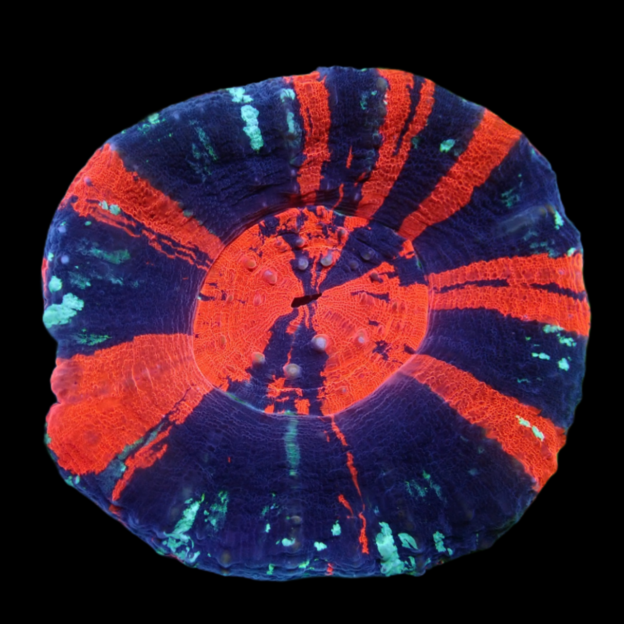 Australian War Paint Scolymia (Collection Only)