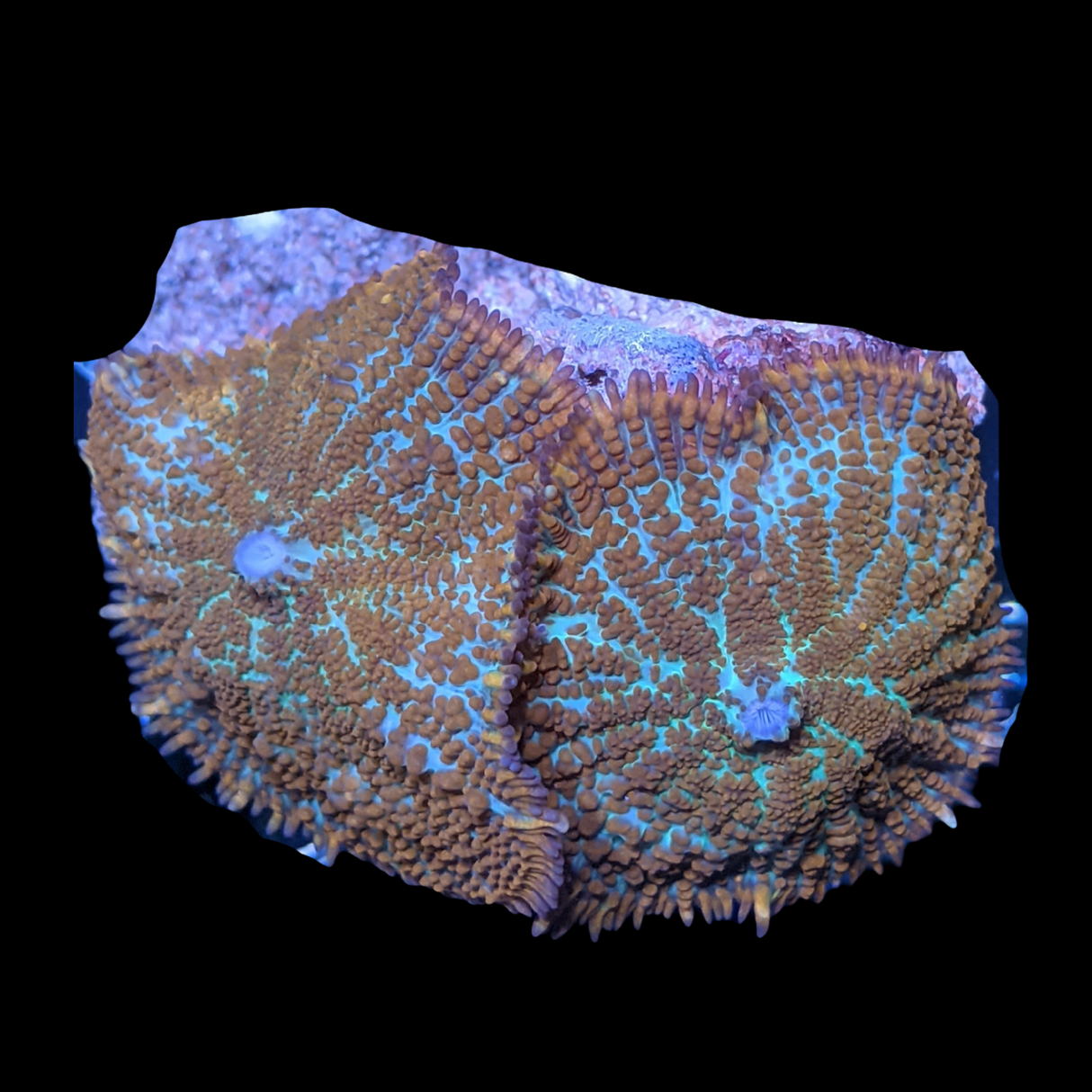 2 x Red Rhodactis Flex Mushroom