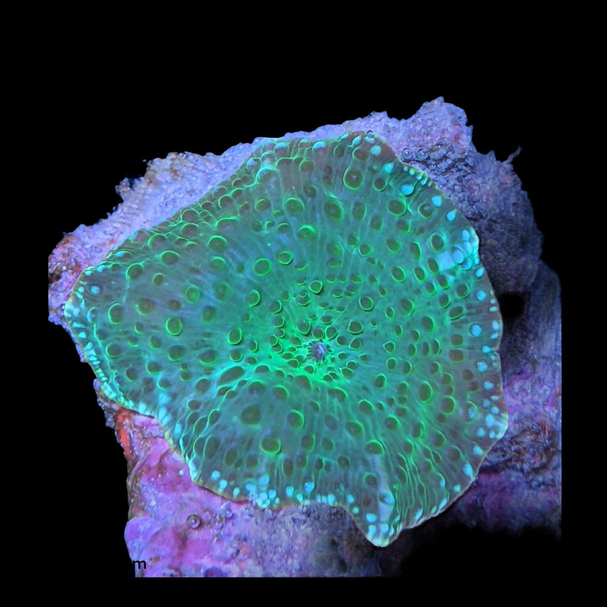 Discosoma Mushroom