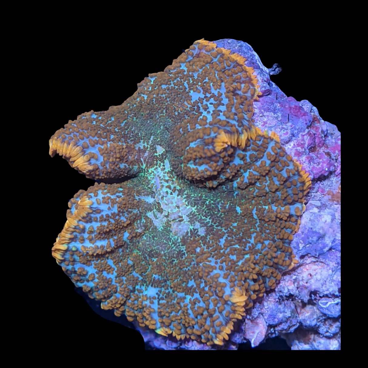 Red Rhodactis Flex Mushroom