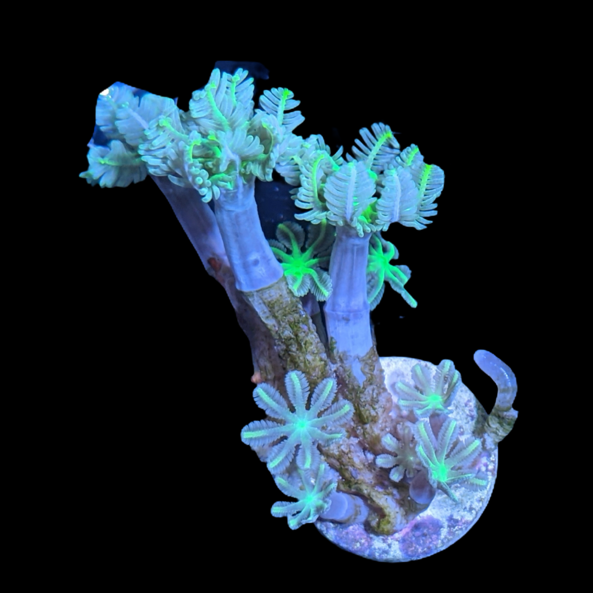 Clove polyps