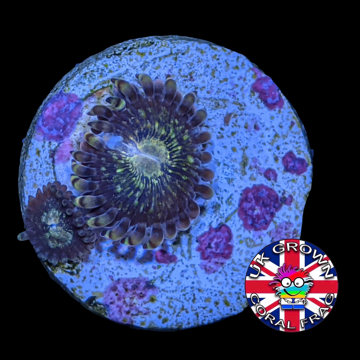 Fairy Dust Zoa (UK Grown)