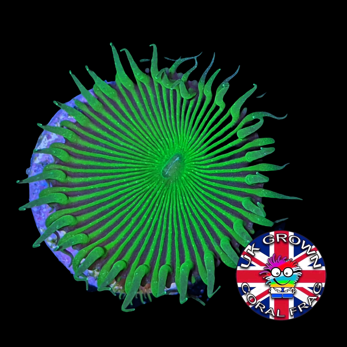 Green Paly Zoa Frag (UK Grown)