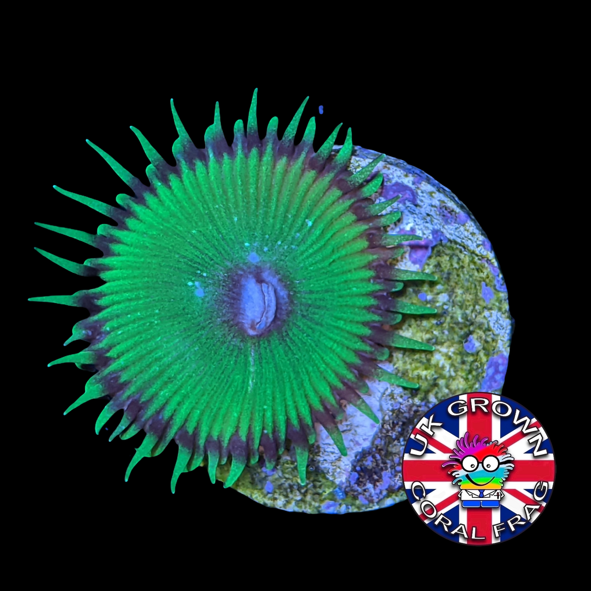 Green Paly Zoa Frag (UK Grown)