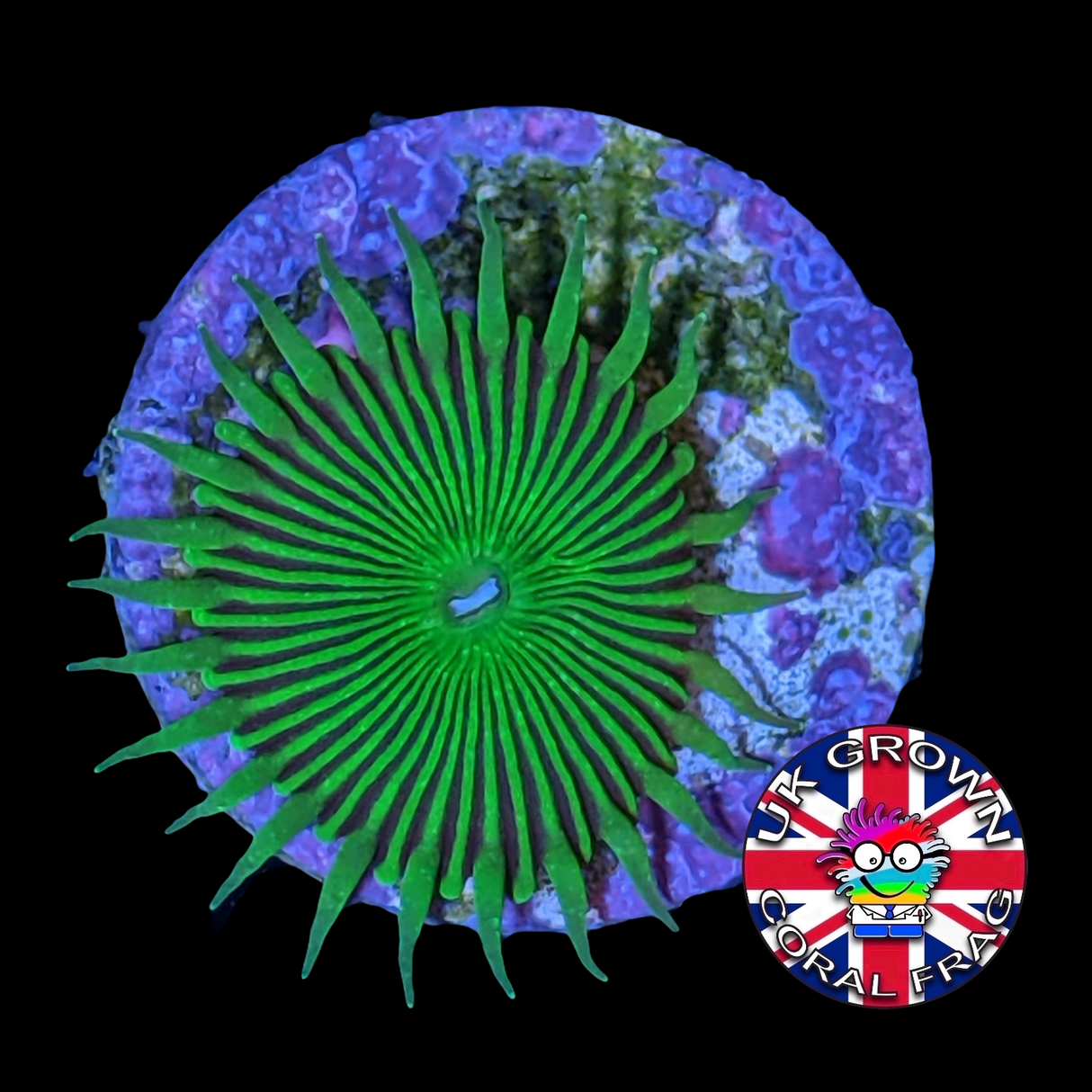 Green Paly Zoa Frag (UK Grown)