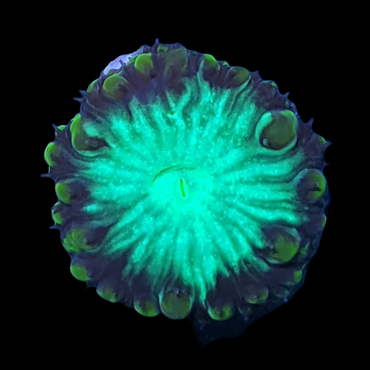 1 Head Gold Blastomussa