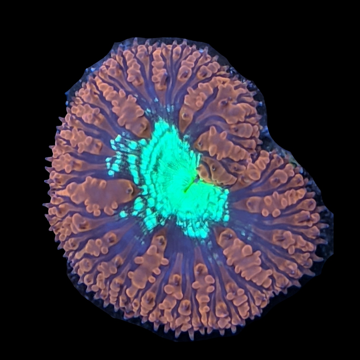 1 Head Red & Green Blastomussa