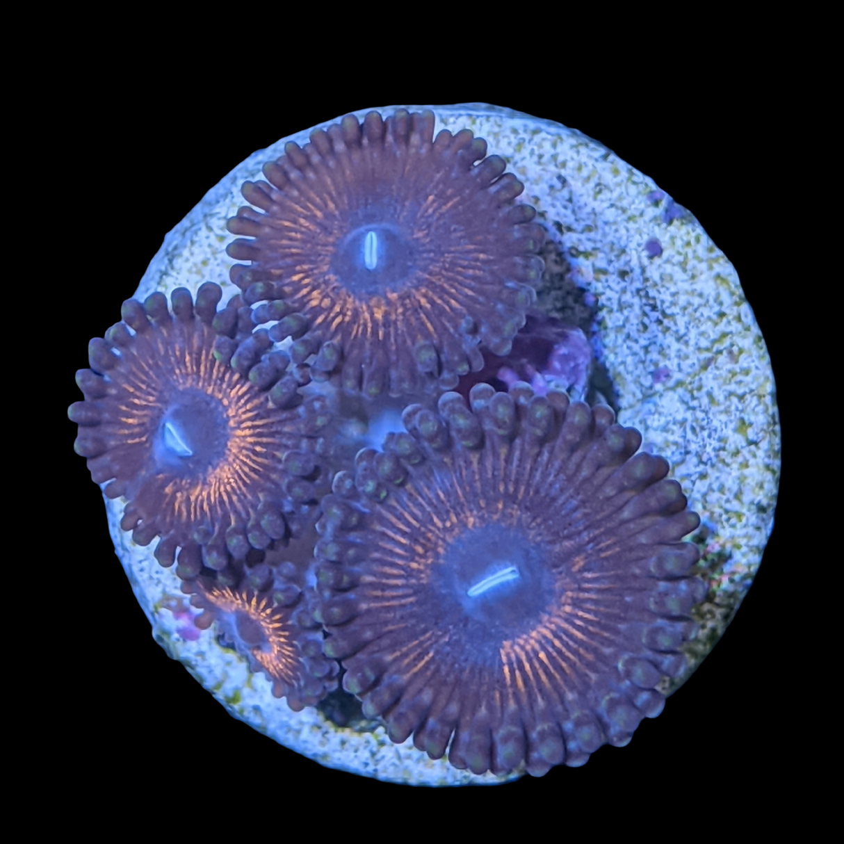Zoa Frag