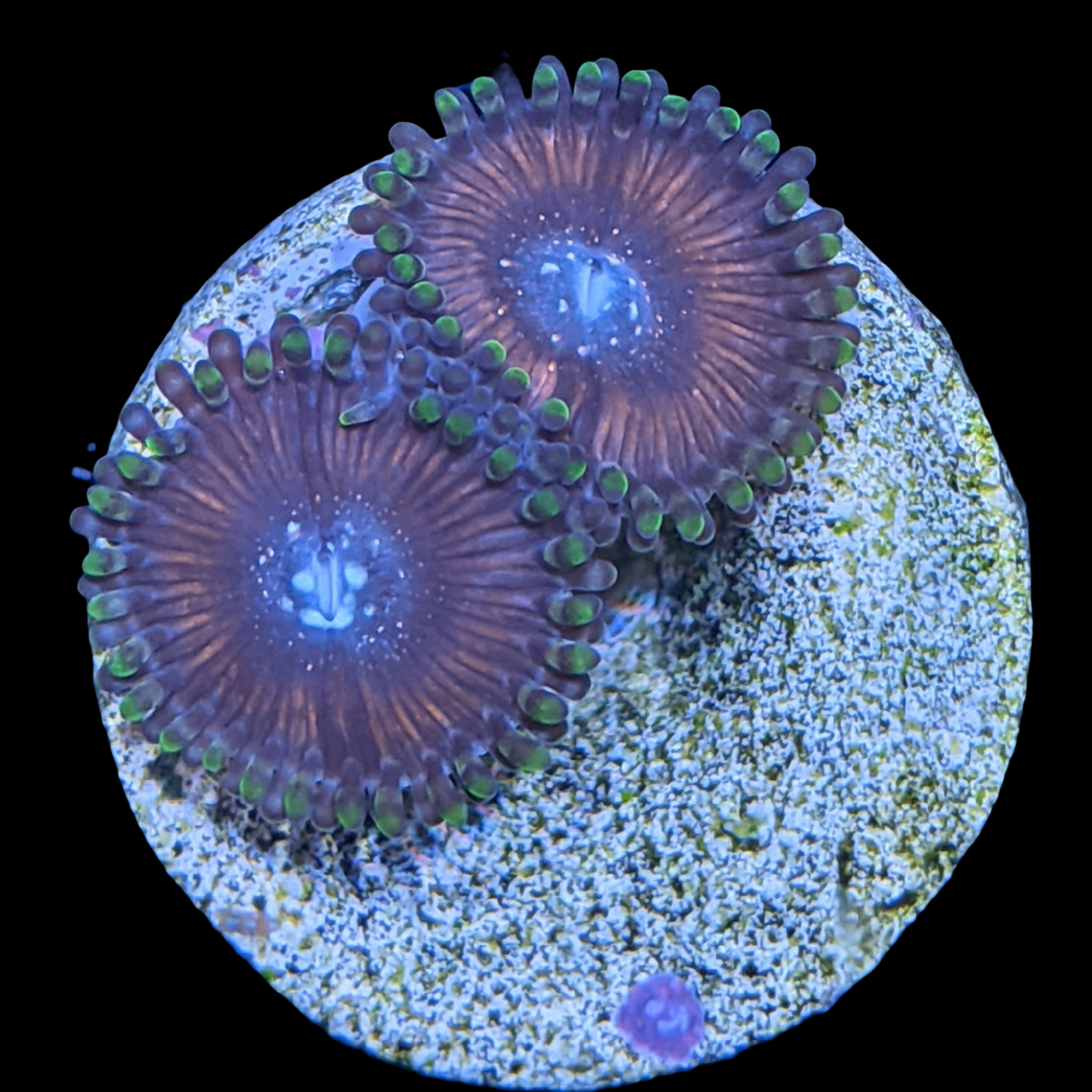 Zoa Frag