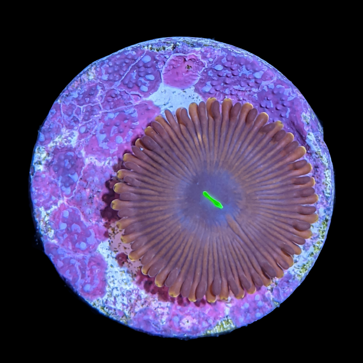 Red People Eater Zoa Frag