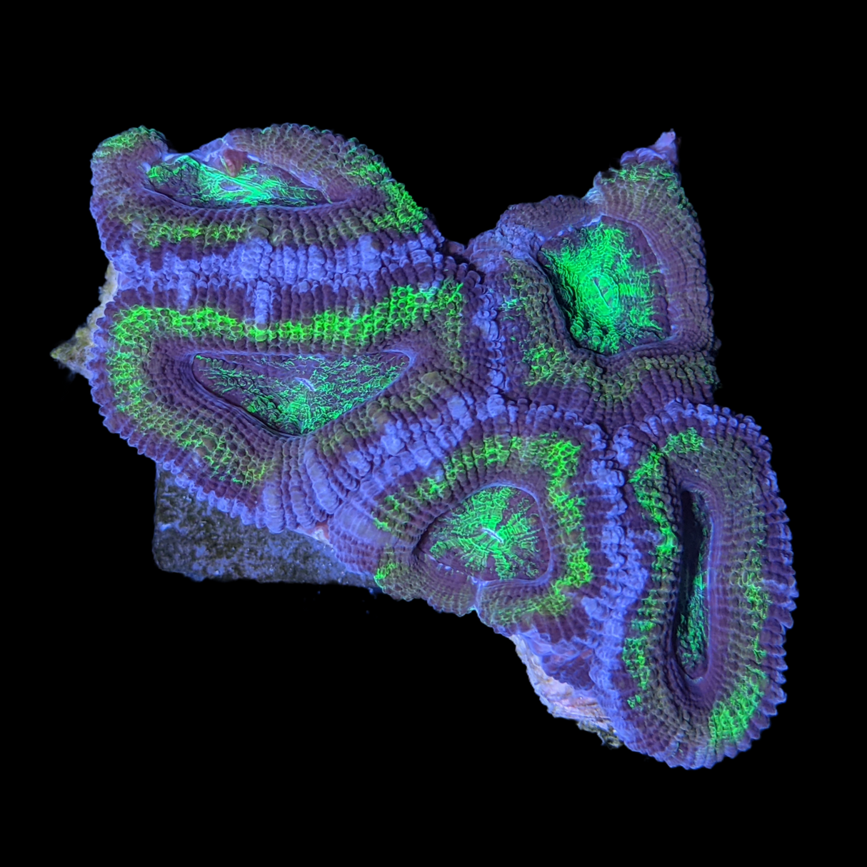 Acanthastrea Lordhowensi