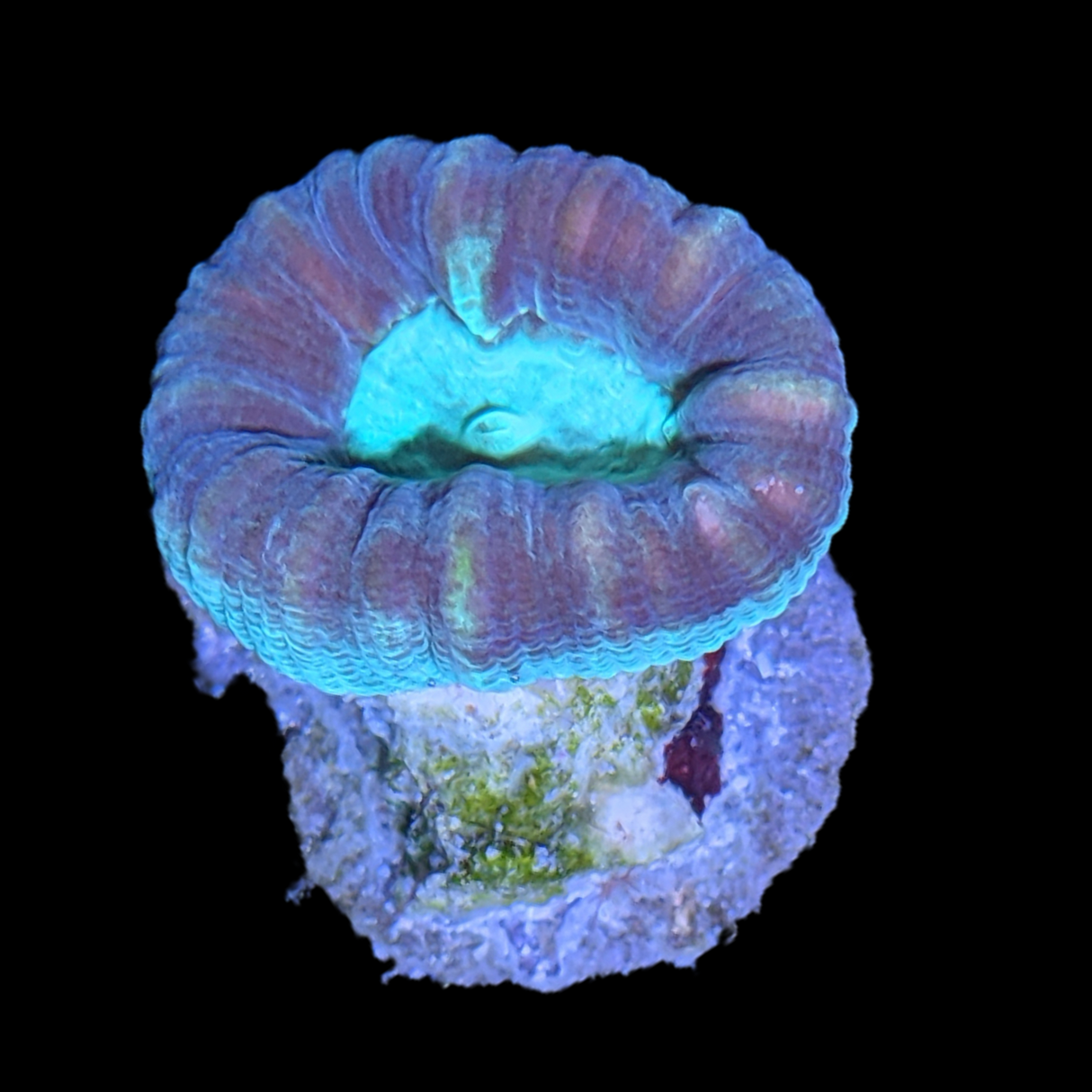 Green Pinwheel Candy Cane